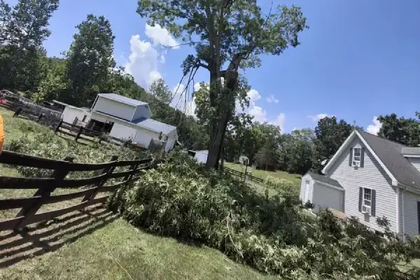 L&A Professional Tree Services' Other Services