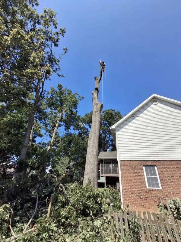 Professional Tree Service