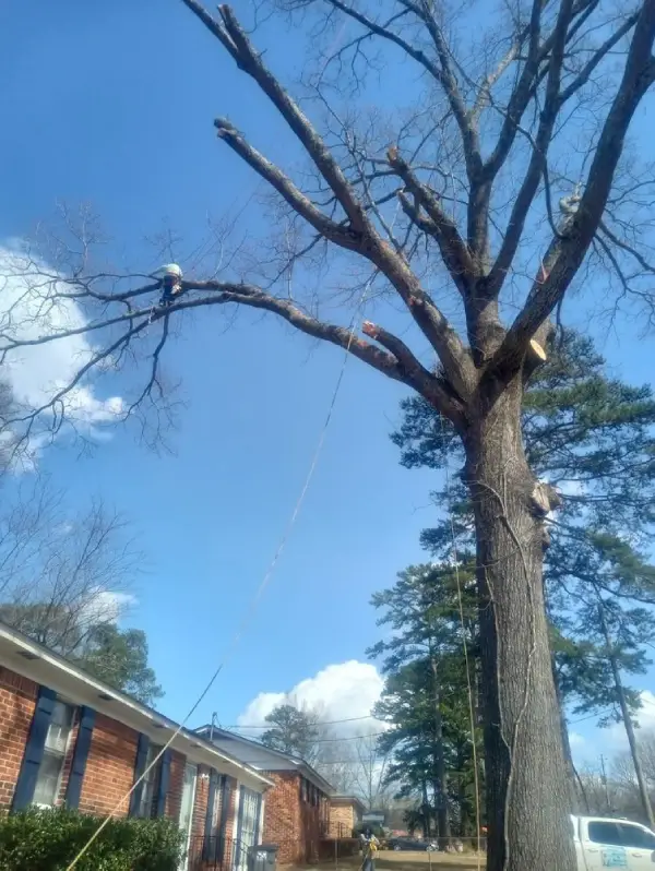 Reliable Tree Service