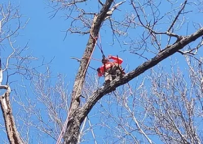 Tree Care
