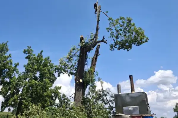 Tree Cutting