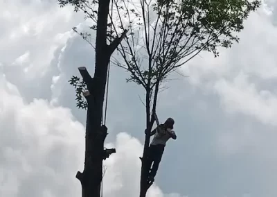 Tree Expert