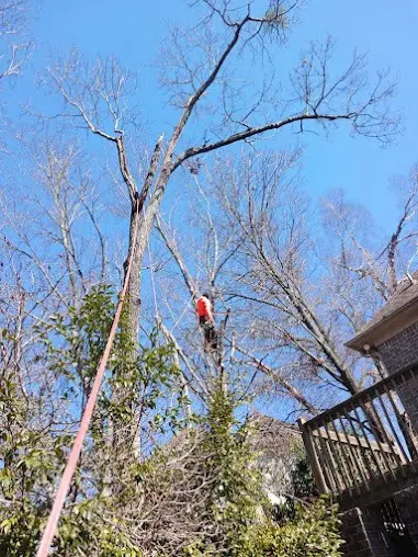 Tree Expert in Harrisonburg, VA Tree Expert in Harrisonburg, VA