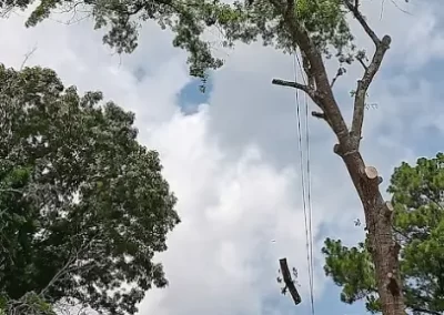 Tree Maintenance