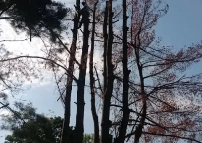 Tree Service (2)