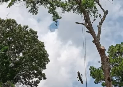 Tree Service (4)