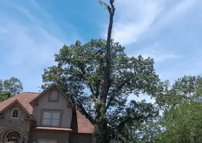 Tree Service