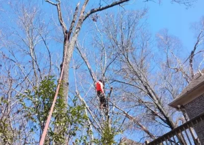 Tree Service (6)