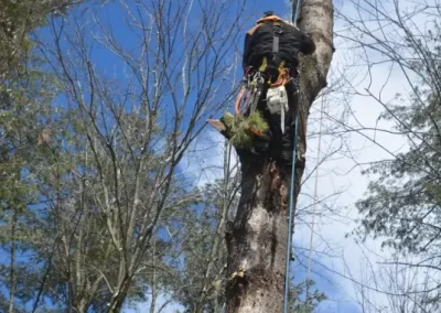 Tree Service (7)