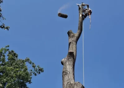 Tree Service (8)