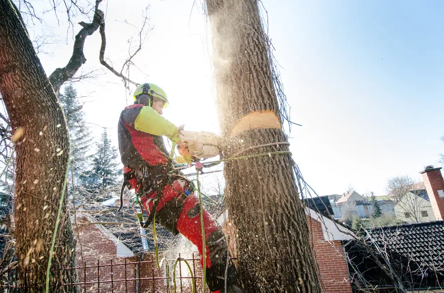 Premium Tree Cutting Harrisonburg, VA Premium Tree Cutting Harrisonburg, VA