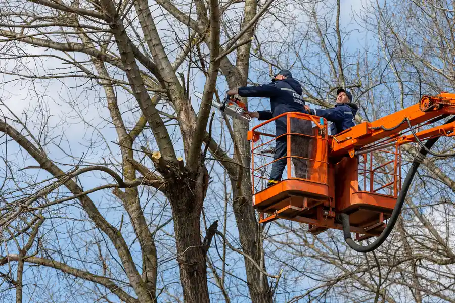 Reliable Tree Removal Harrisonburg, VA Reliable Tree Removal Harrisonburg, VA