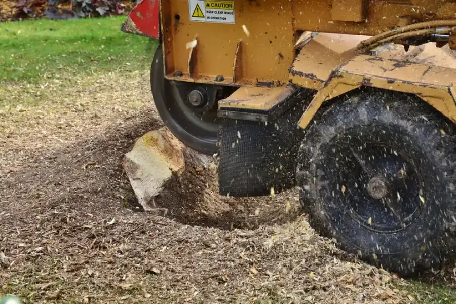 Tree Regrowth Prevention Through Stump Grinding in Harrisonburg, VA