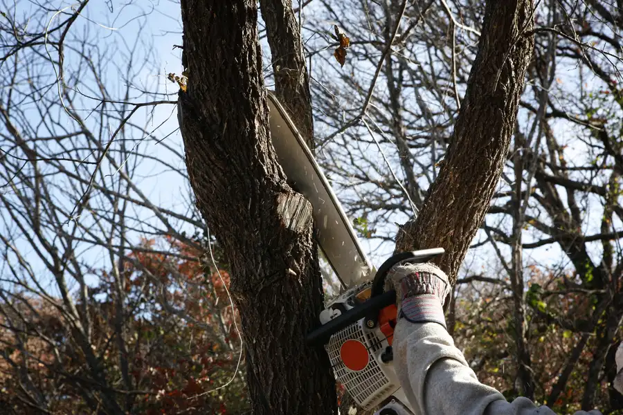 Tree Removal And Its Role In Storm Preparation Harrisonburg, VA