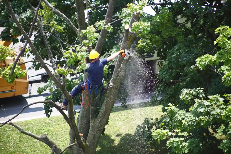Tree Removal And Its Role In Storm Preparation in Harrisonburg, VA