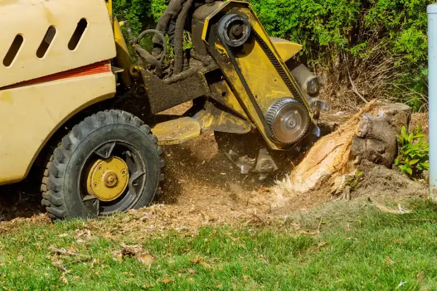 What To Expect After A Stump Grinding Service Harrisonburg, VA
