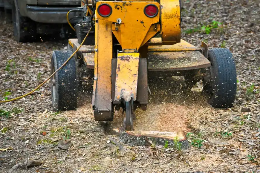 What To Expect After A Stump Grinding Service in Harrisonburg, VA