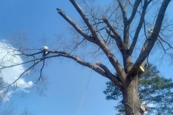 Reliable-Tree-Service