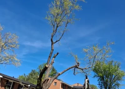 Professional Tree Service