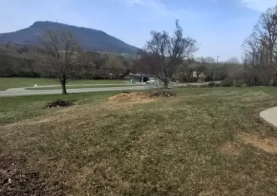 Tree Care