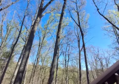 Tree Expert