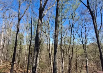 Tree Maintenance