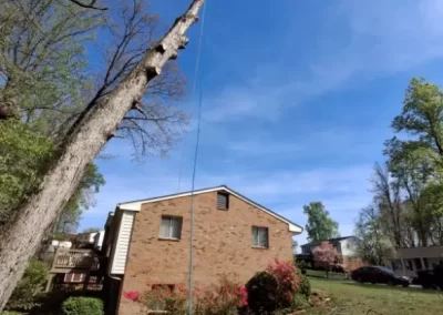 Tree Service