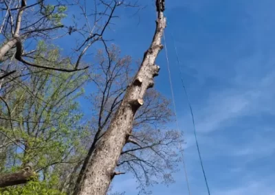 Tree Services