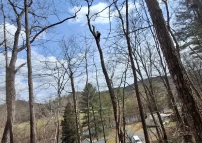 Tree Specialist